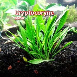 Cryptocoryne parva